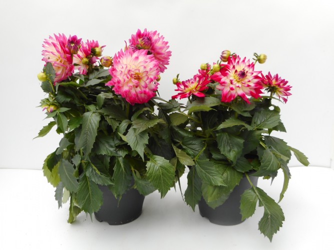 Dahlia 'Suniq® XXL' Mix