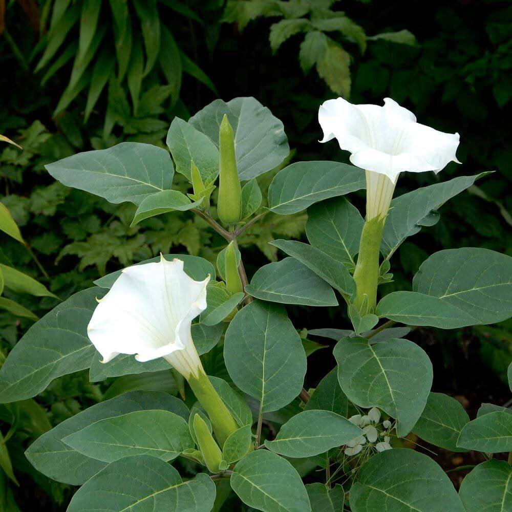 Datura Datura