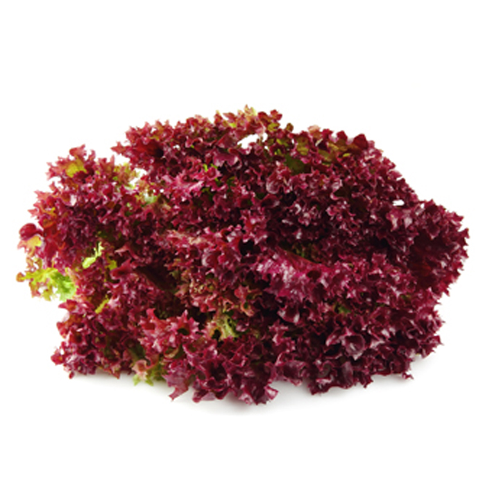 Krulsla 'Lollo Rossa' 