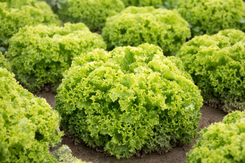 Krulsla 'Lollo bionda'  6 pl.