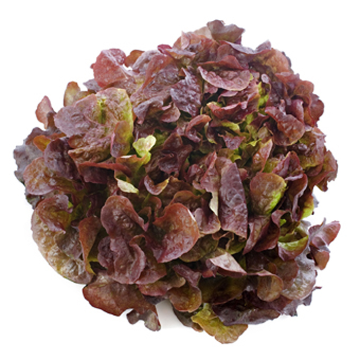 Eikebladsla rood - Salade feuille de Chêne rouge Eikebladsla rood - Salade feuille de Chêne rouge