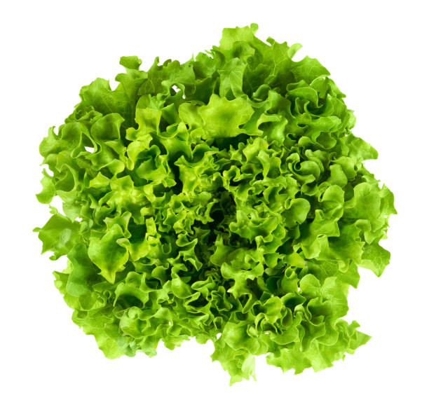 Batavia groen sla - Salade Batavia vert Batavia groen sla - Salade Batavia vert
