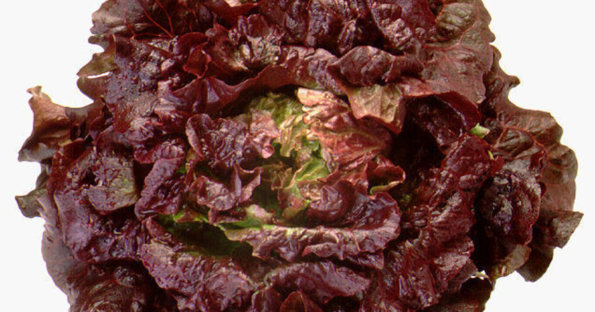Batavia sla rood - Salade Batavia rouge Batavia sla rood - Salade Batavia rouge