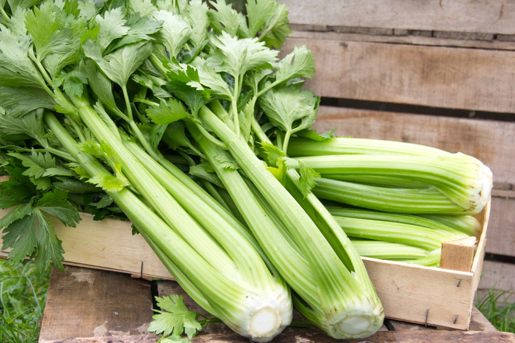 Groene selder - Célerie vert Groene selder - Célerie vert