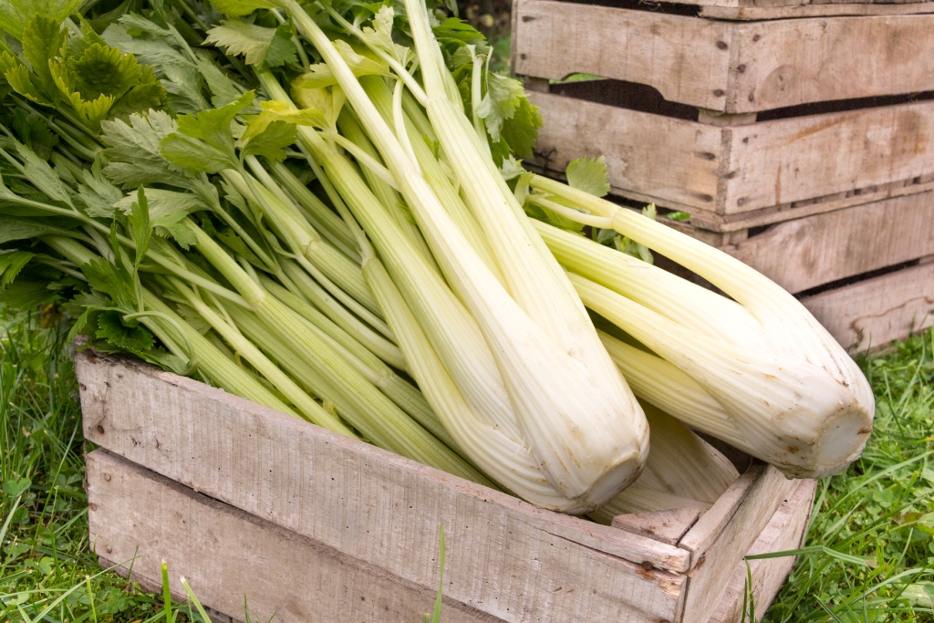 Bleekselder - Celerie blanc 'Golden Spartan' Bleekselder - Celerie blanc 'Golden Spartan'