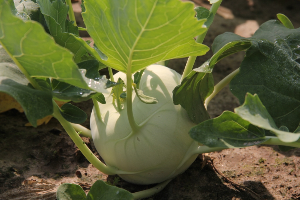 Koolrabi groene - Chou-rave blanc Koolrabi groene - Chou-rave blanc
