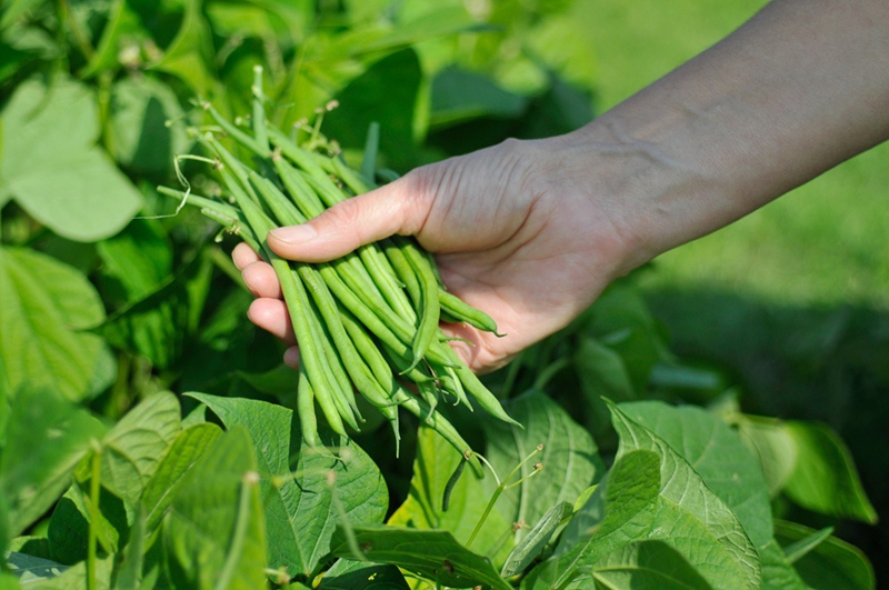 Struikbonen - Haricots Struikbonen - Haricots