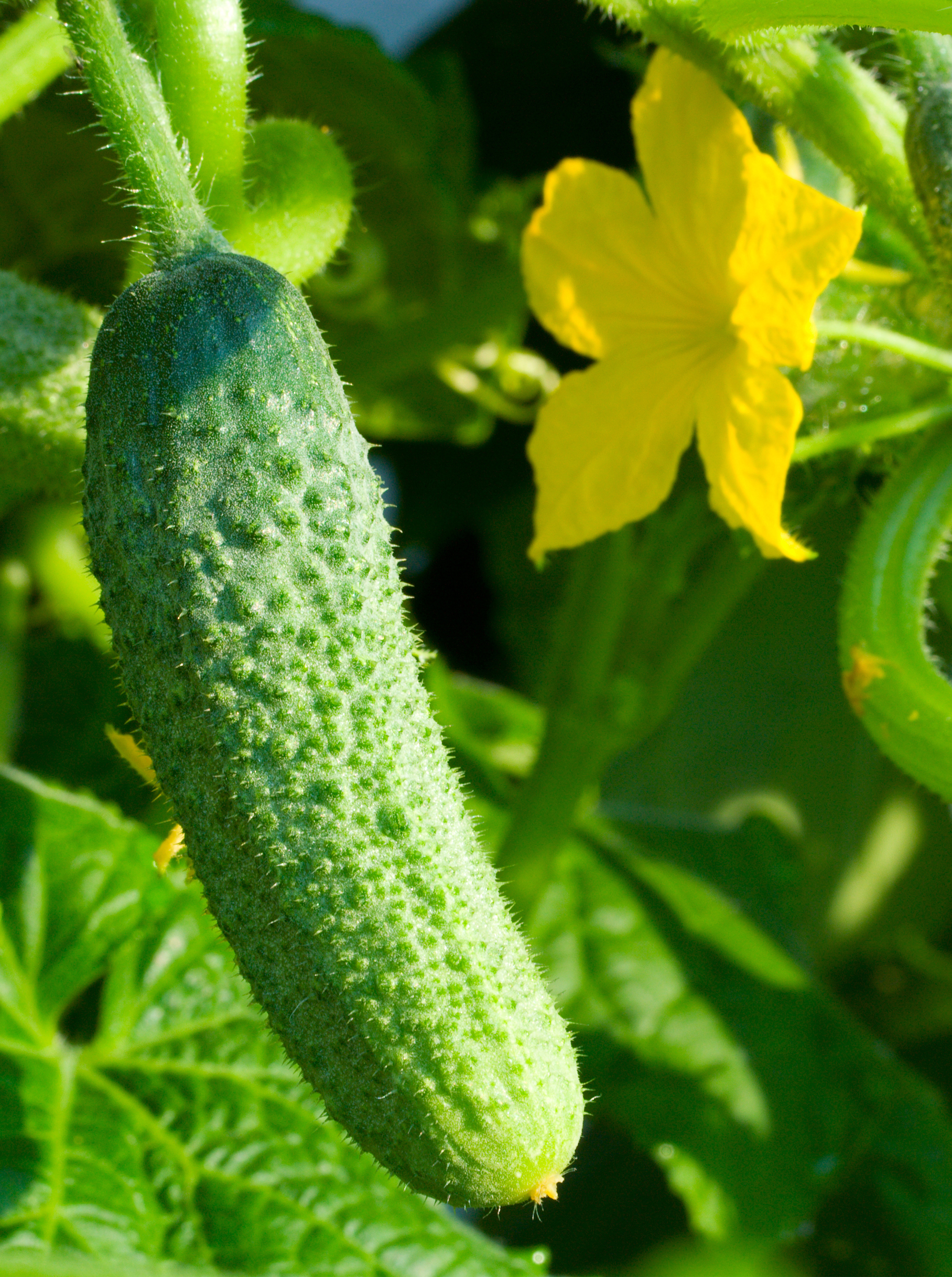 Augurk 'Vert Petite de Paris' - Cornichons Augurk 'Vert Petite de Paris' - Cornichons