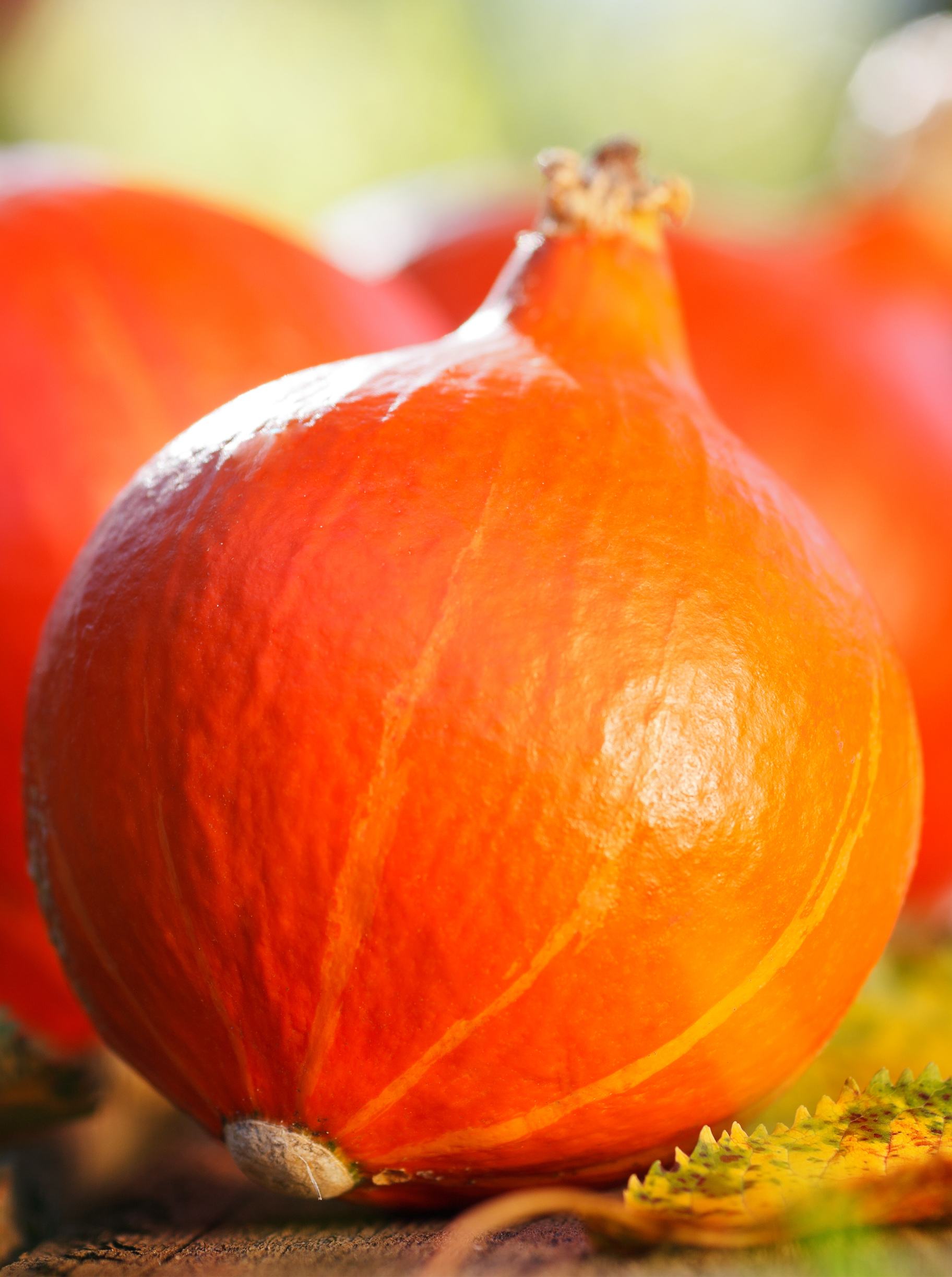 Pompoen kleine rode 'Red Kuri' - Potimarron 'Red Kuri' Pompoen kleine rode 'Red Kuri' - Potimarron 'Red Kuri'