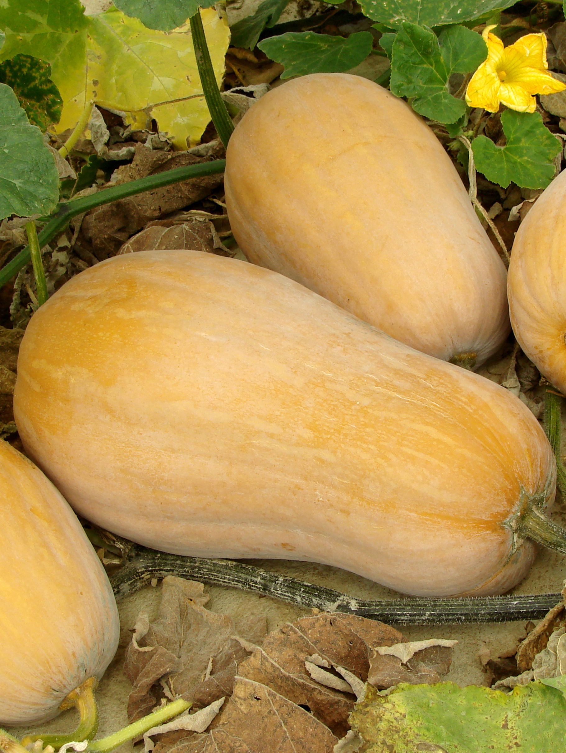 Pompoen butternut - Potiron butternut Pompoen butternut - Potiron butternut