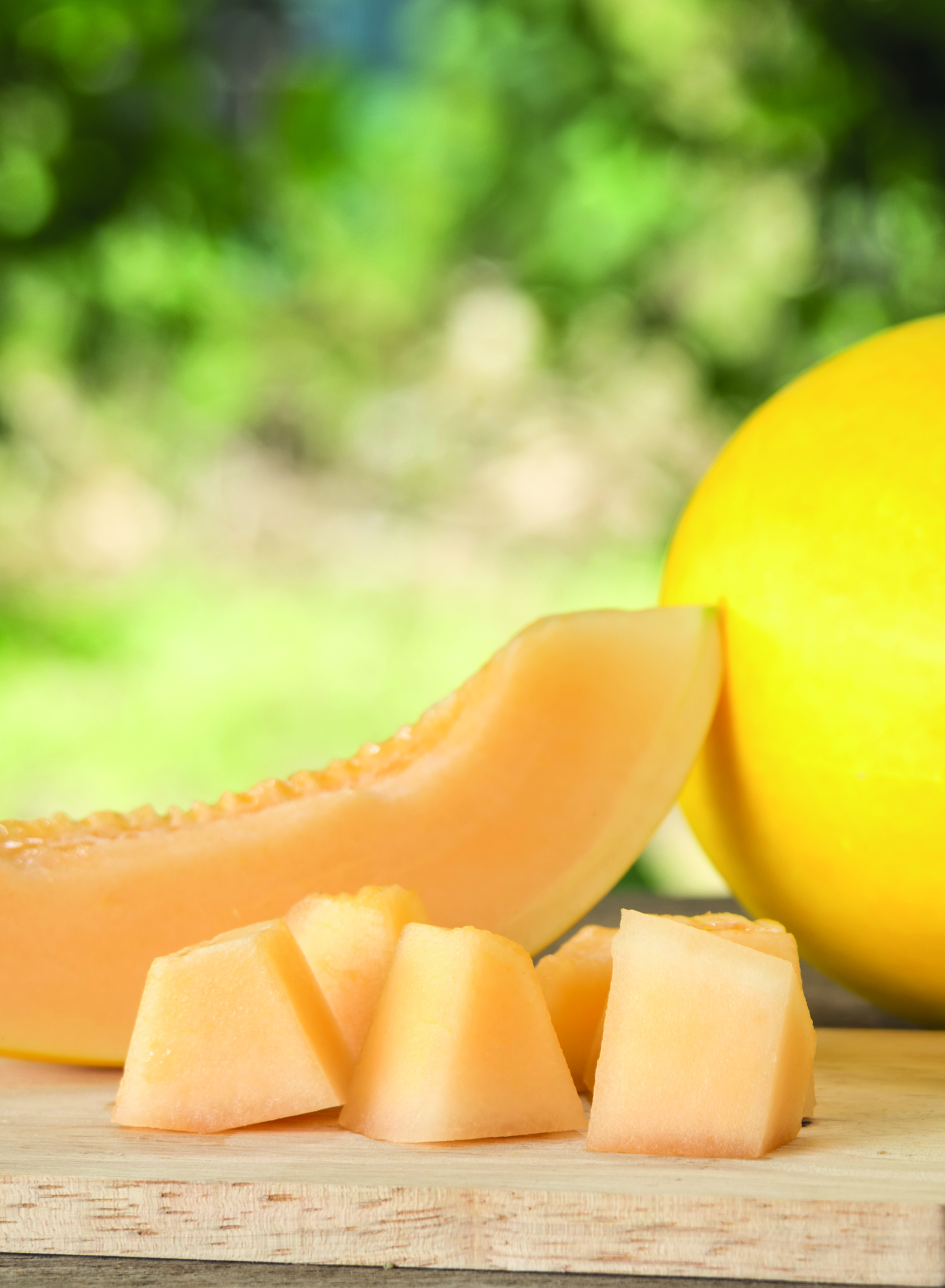 Cucumis melo 'Goldex' - Honingmeloen - Cucumis melo 'Goldex' - Honingmeloen -