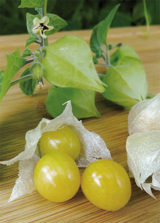 Ananaskers - Physalis - Coqueret de Pérou Ananaskers - Physalis - Coqueret de Pérou