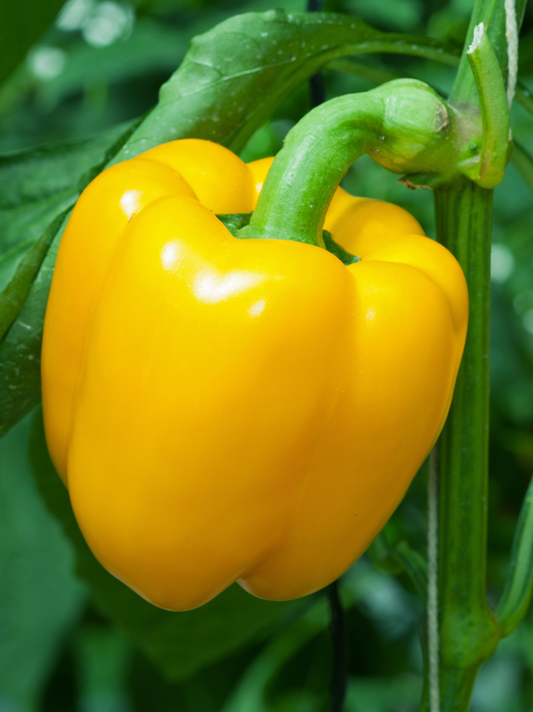 Paprika geel 'Yellow California Wonder'