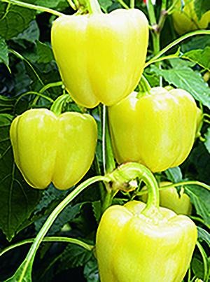 Paprika wit 'Belladonna' F1