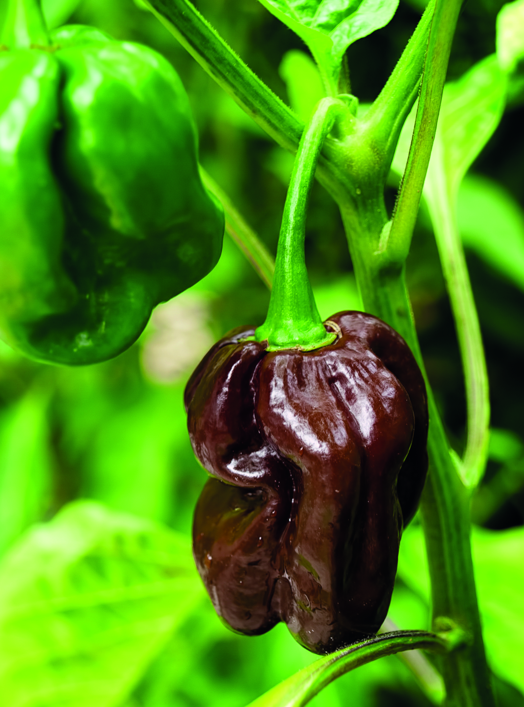 Peper Habanero bruin - Piment Habanero brun Peper Habanero bruin - Piment Habanero brun