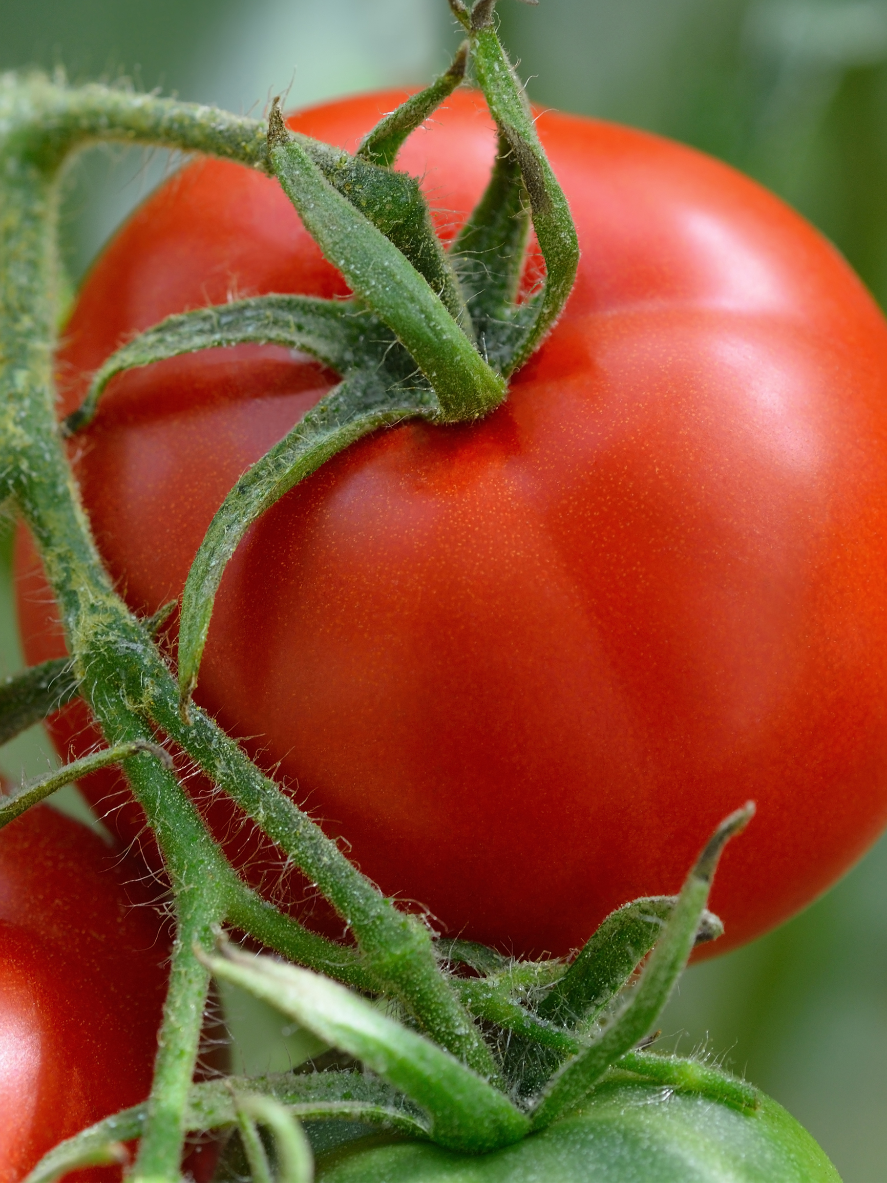 Tomaat Montfavet - Tomate Montfavet Tomaat Montfavet - Tomate Montfavet