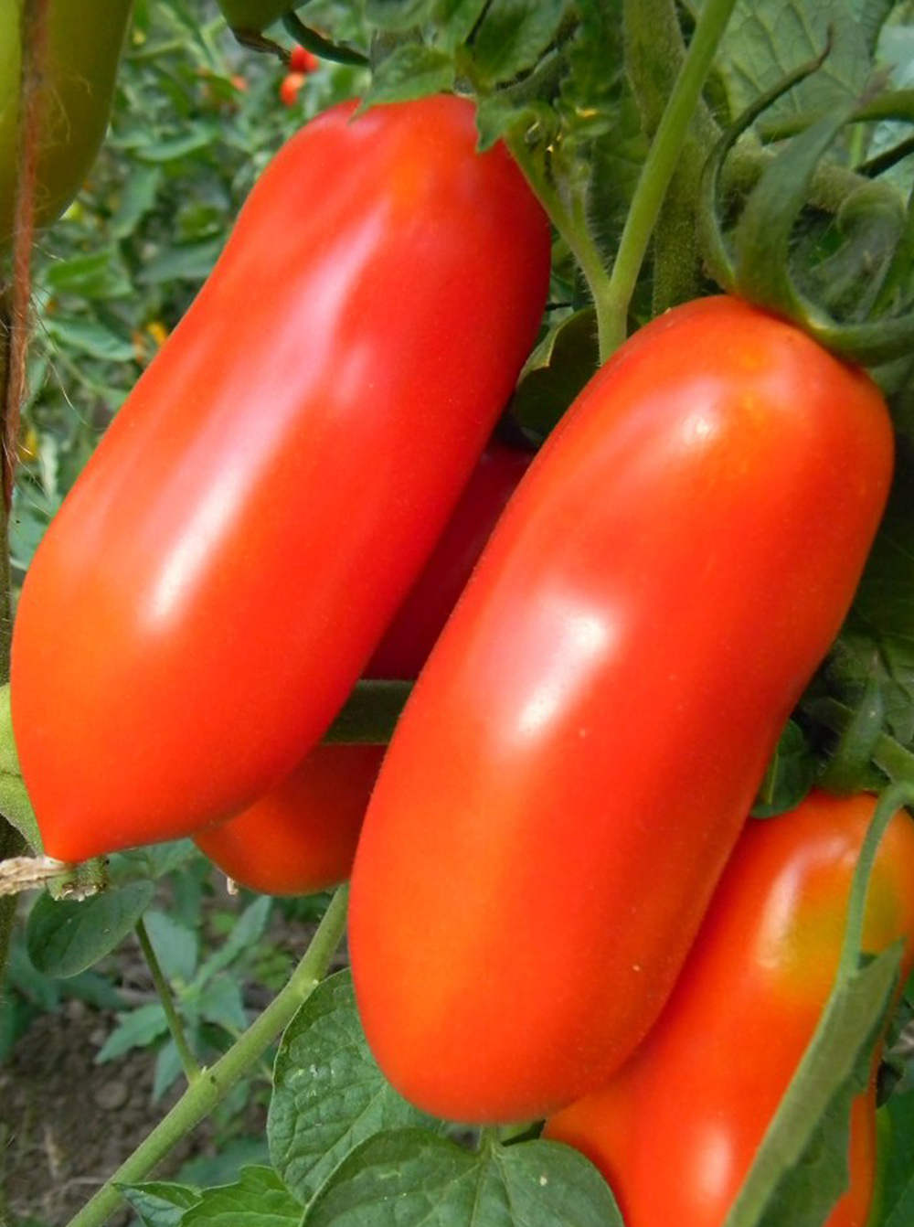 Tomaat San Marzano Tomaat San Marzano