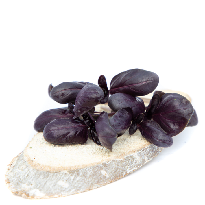 Rode basilicum (stek) Rode basilicum (stek)