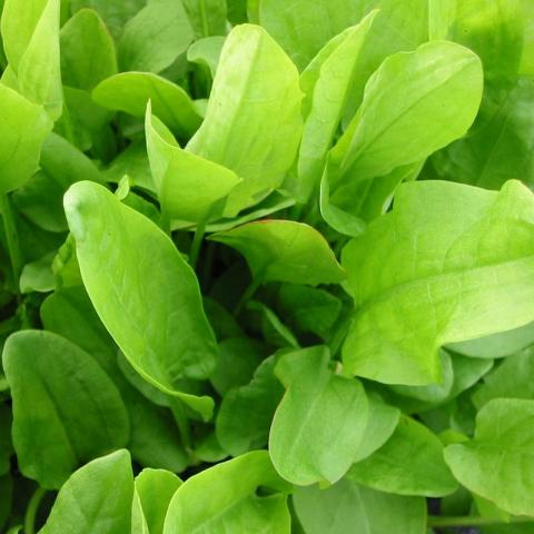 Rumex acetosa - Zuring Rumex acetosa - Zuring