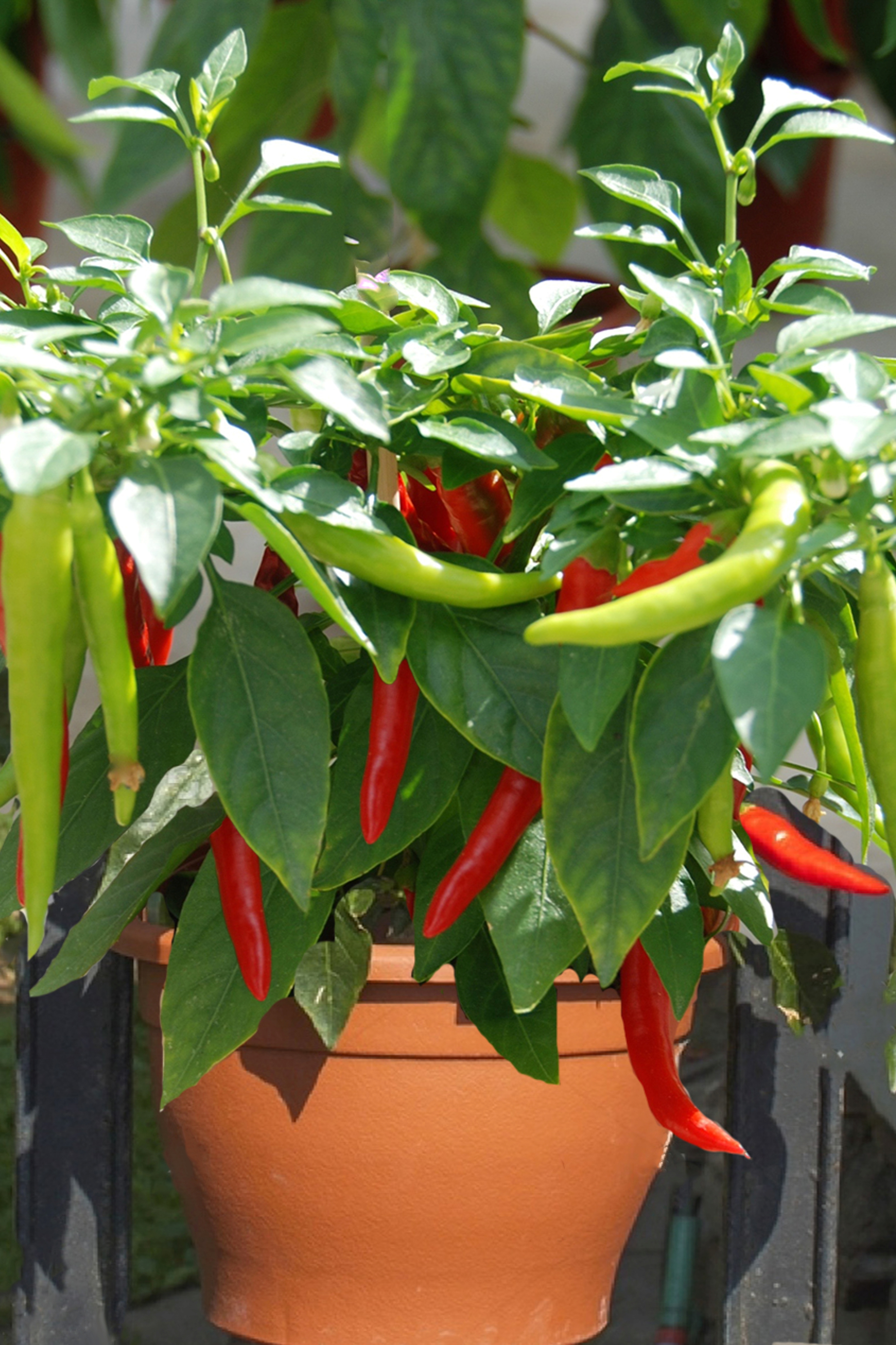 Peper 'Super Chili Hanging'
