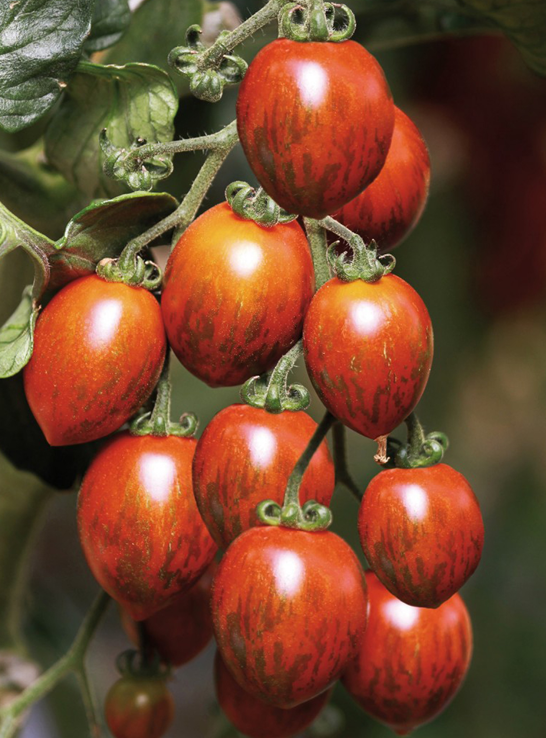 Tijgertomaatje 'Cookie' F1 - Tomate cerise rouge tigré