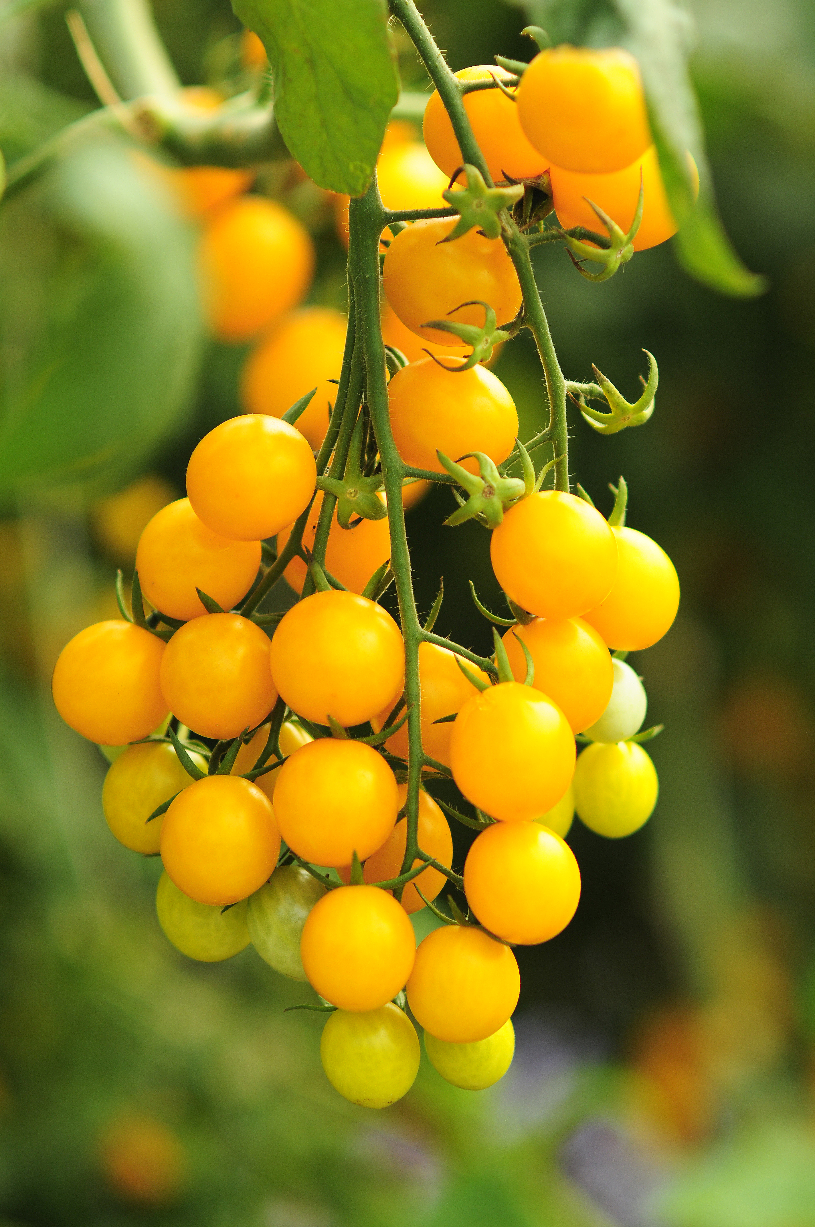 Nectartomaatje geel 'Jolena' F1 - Tomate nectar jaune
