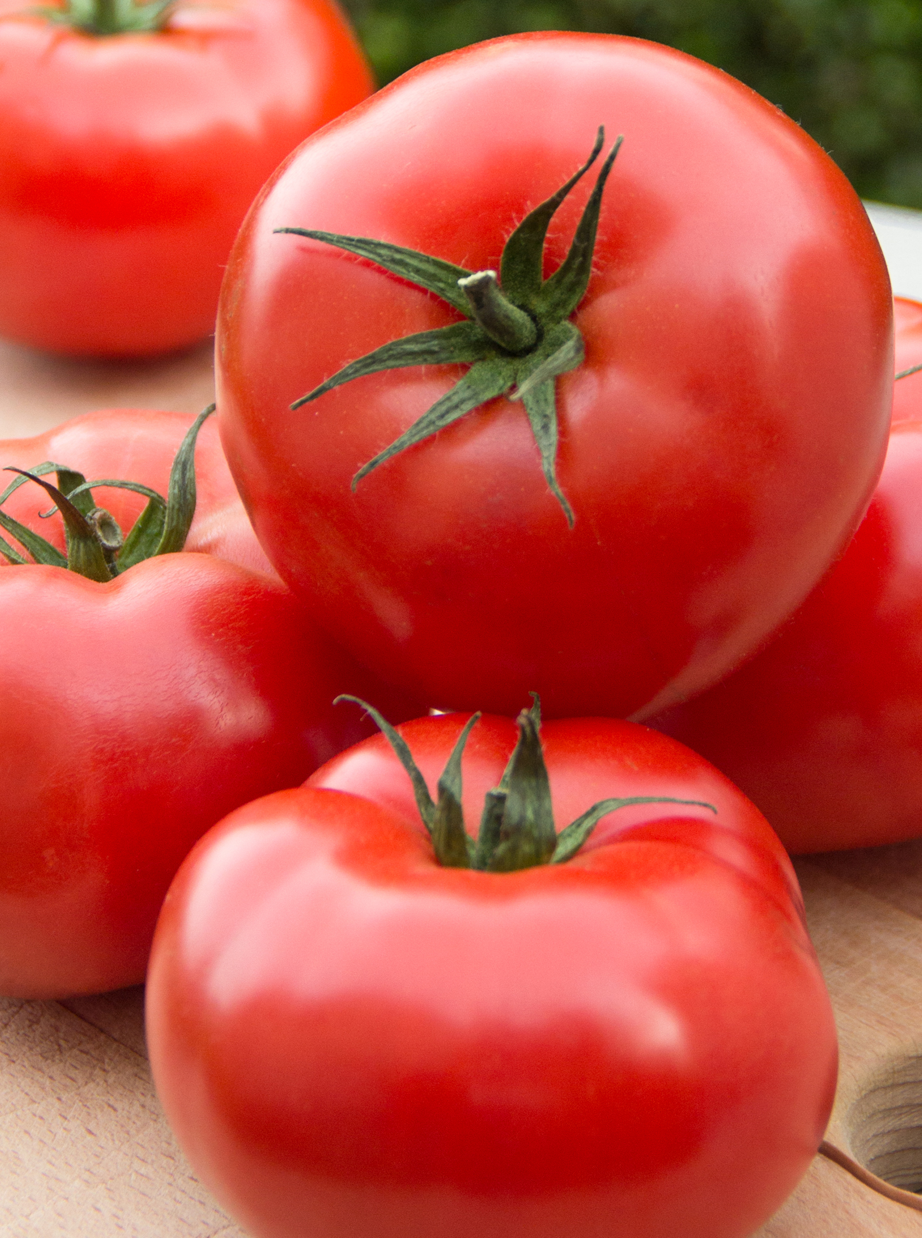 Tomaat geënt Matias - Tomate greffée Matias Tomaat geënt Matias - Tomate greffée Matias