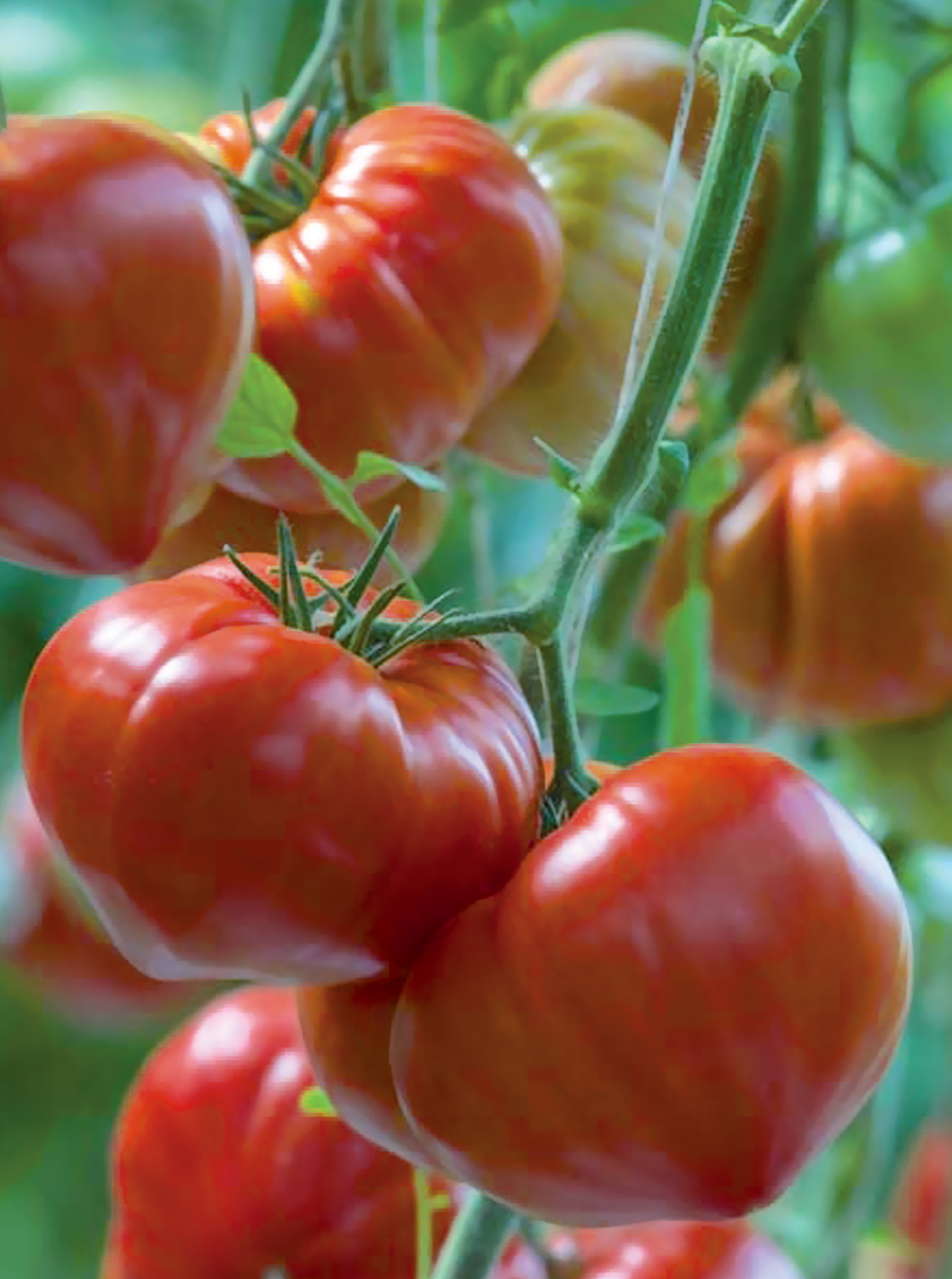 Tomaat geënt C.d.boeuf GOURMANDIA F1