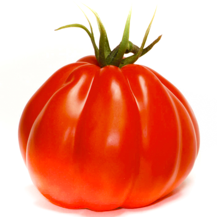 Tomaat geënt c.d.boeuf CORAZON F1