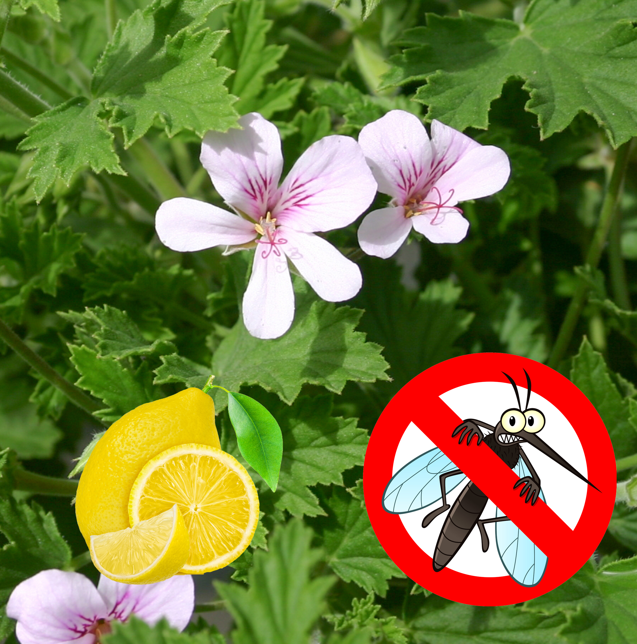 Geranium citroen - Geranium 'Mosquito Lemon' Geranium citroen - Geranium 'Mosquito Lemon'