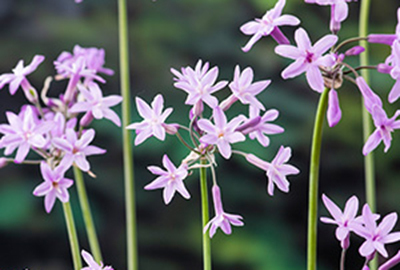 Kaapse knoflook - Tulbaghia violacea Kaapse knoflook - Tulbaghia violacea