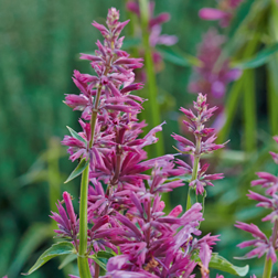 Limonadeplant - Agastache mexicana