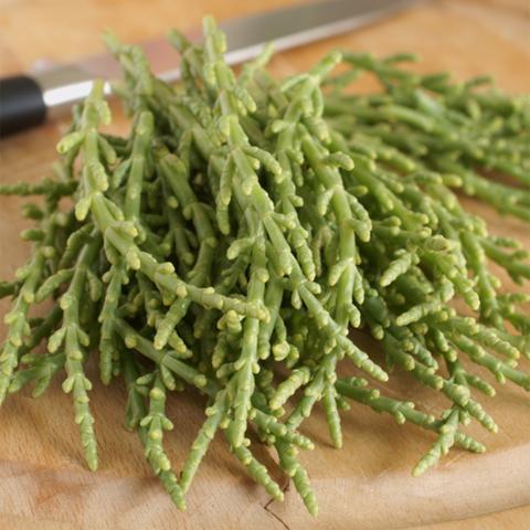 Kortarige zeekraal / Salicornia euopaea