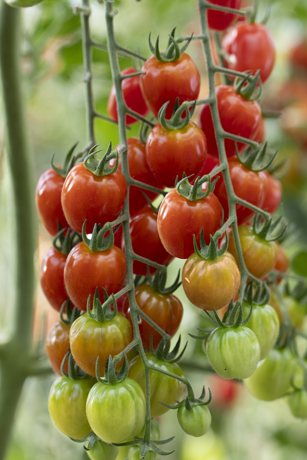 Tomaat 'Appleberry Red'  F1