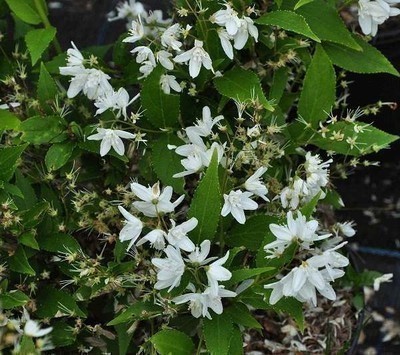 Deutzia gracilis Deutzia gracilis