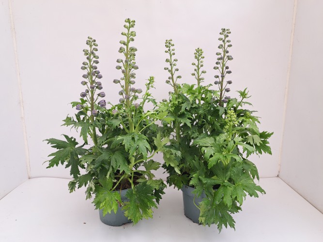 Delphinium grandiflorum in grote pot