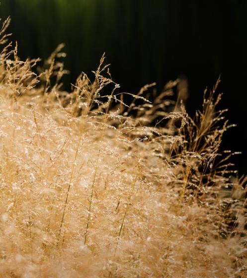 Deschampsia cespitosa 'Goldtau'