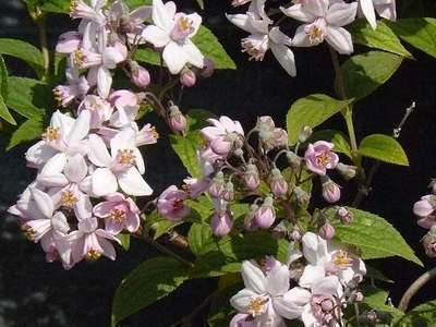 Deutzia hybrida 'Mont Rose' Deutzia hybrida 'Mont Rose'