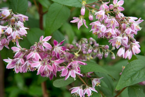 Deutzia hybrida 'Strawberry Fields'