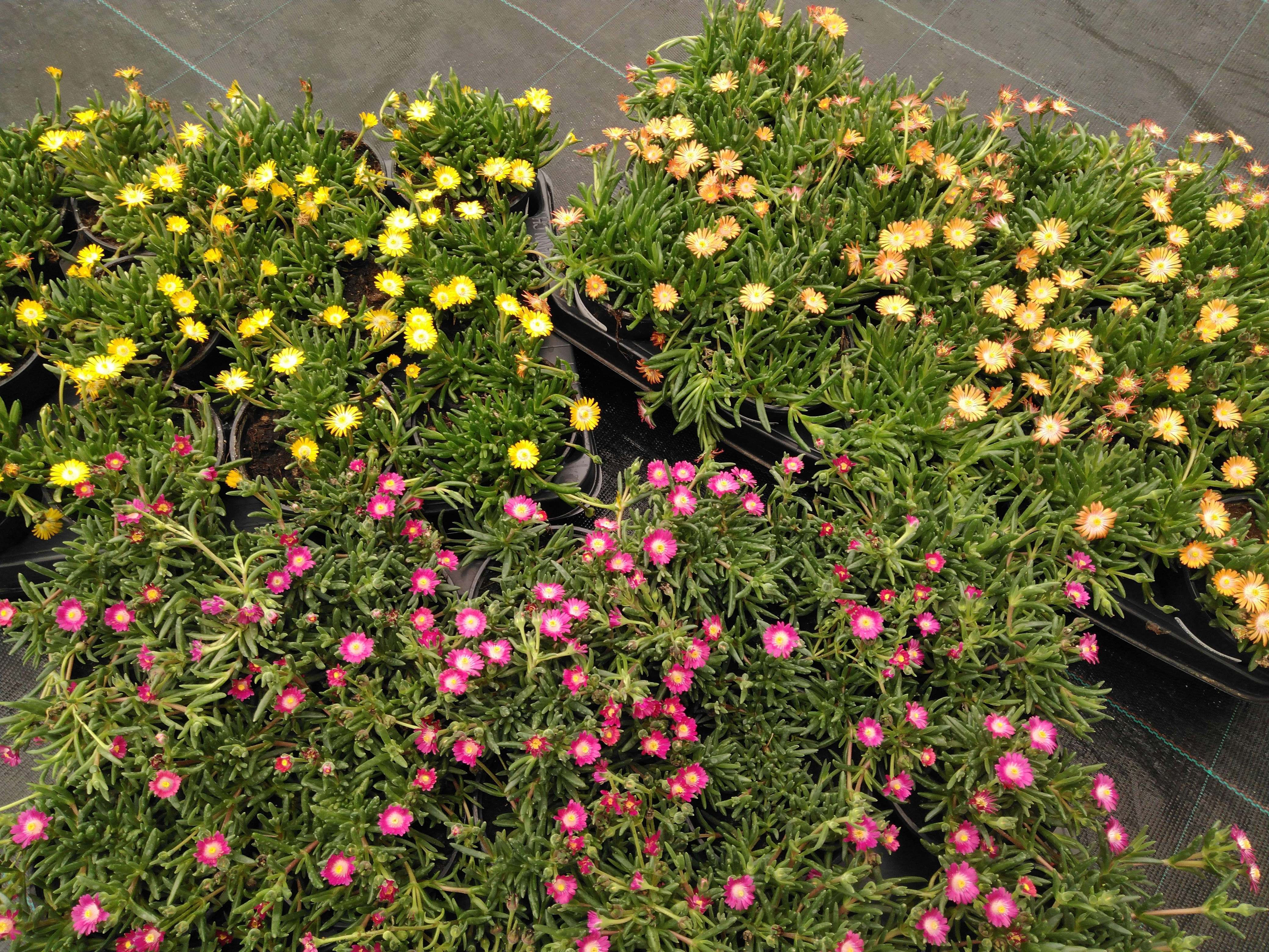 Delospermum in kleuren Delospermum in kleuren