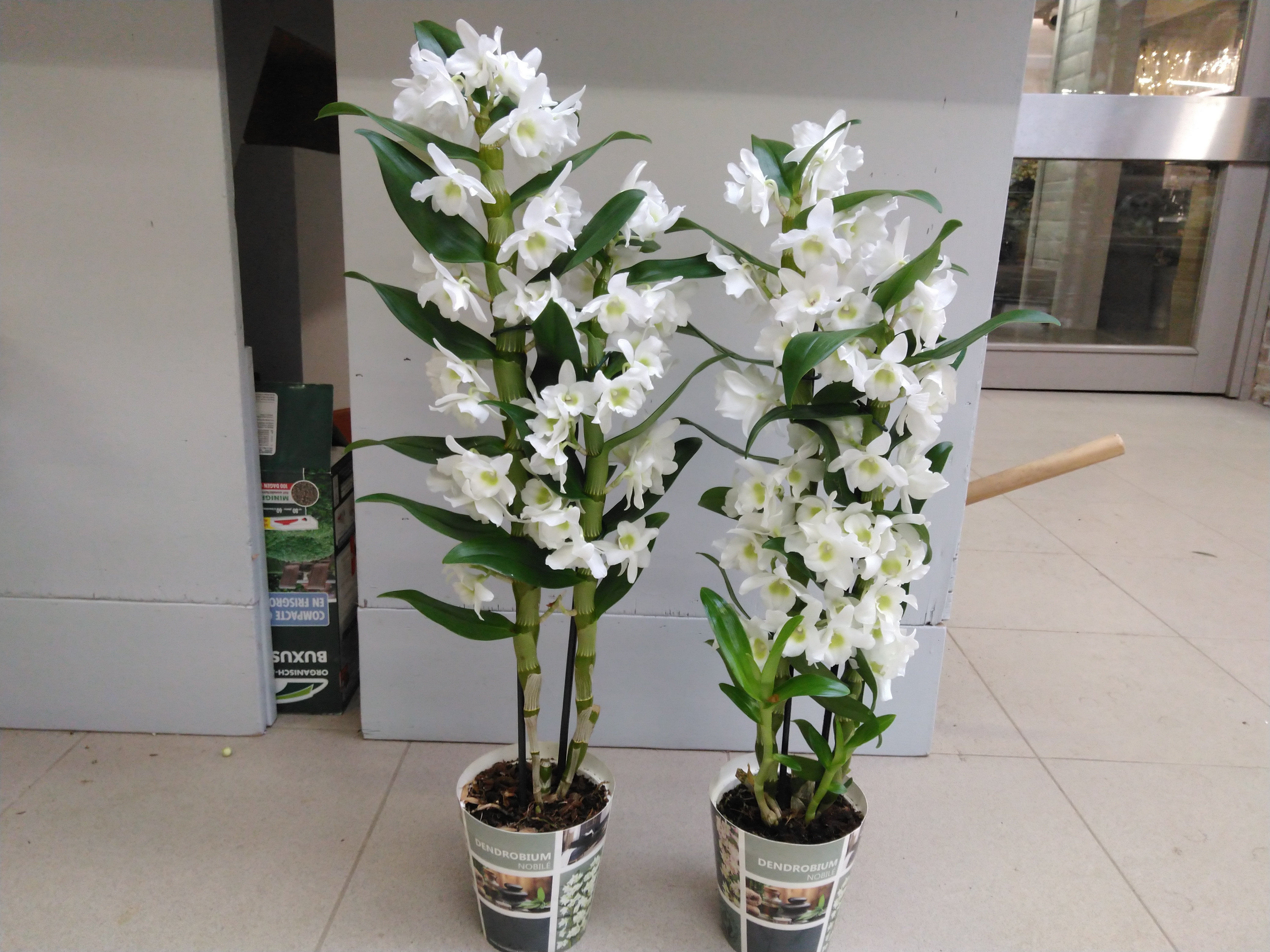 Dendrobium nob. 'StarCla Apollon' wit 