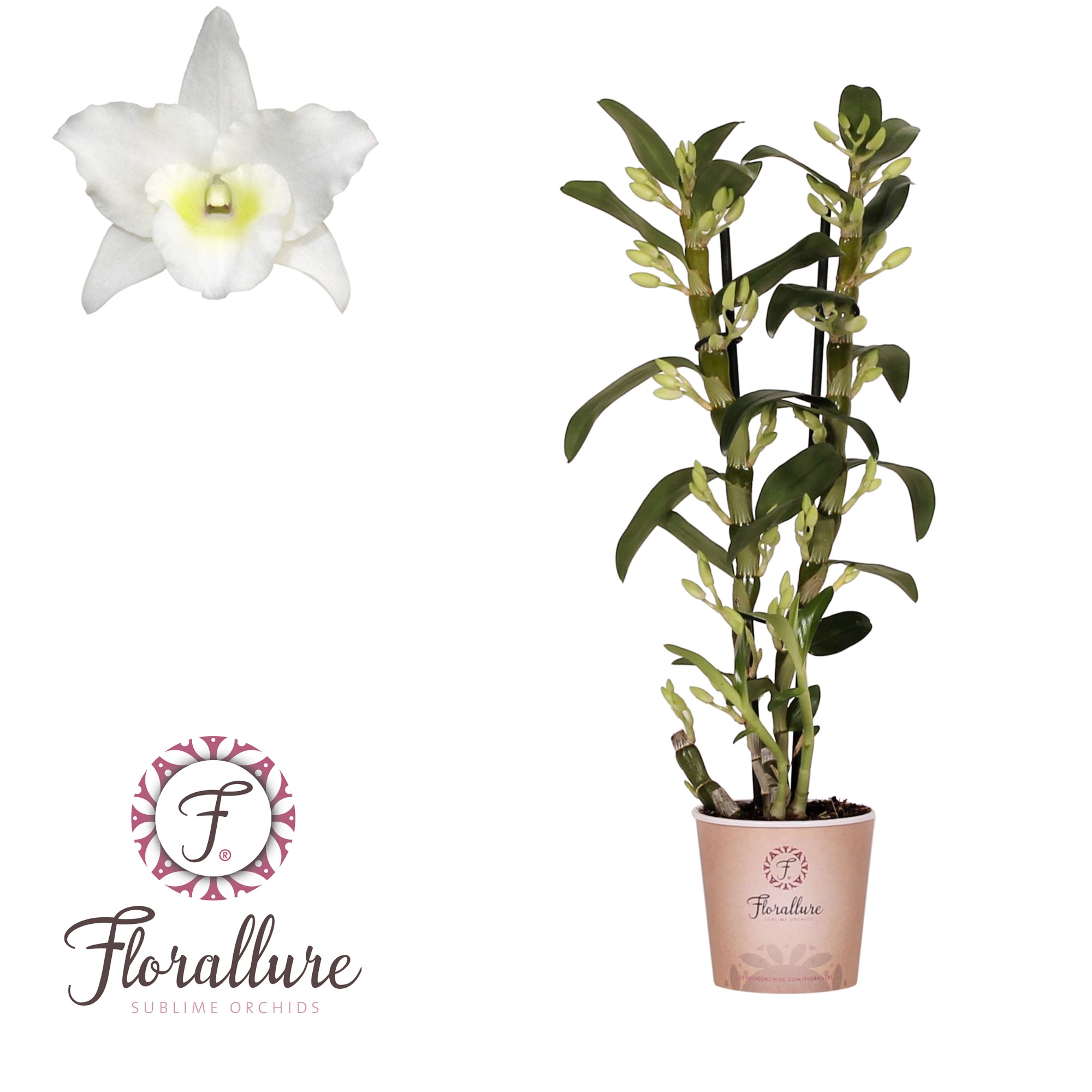 Dendrobium nob. 'StarCla Apollon' wit 