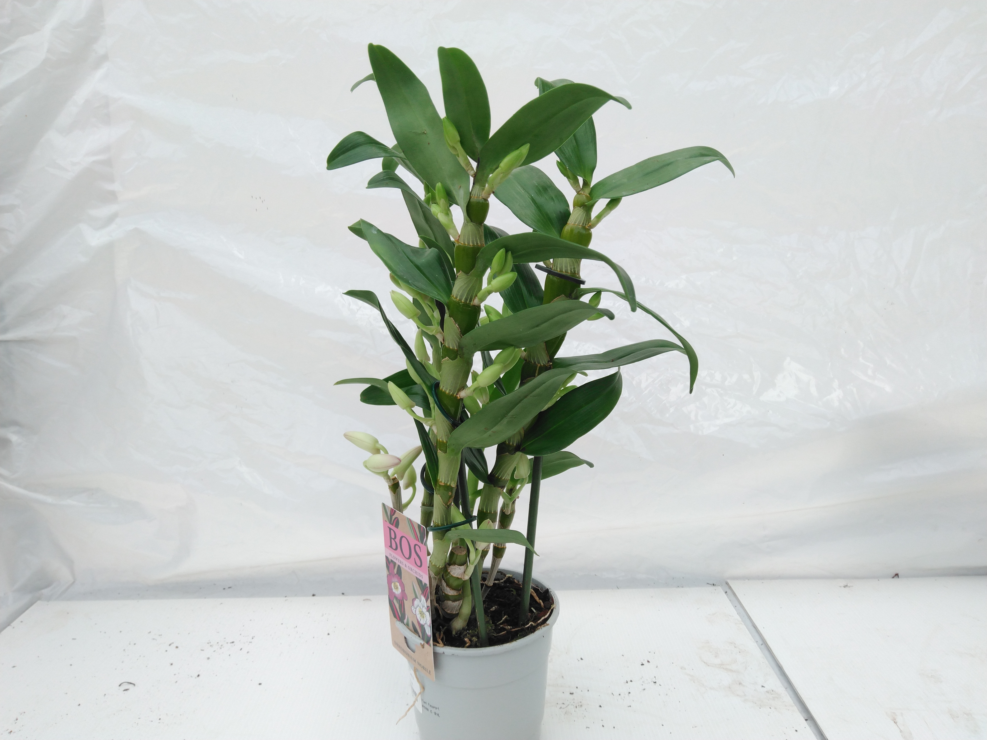 Dendrobium nob. 'StarCla Apollon' wit 3 tak