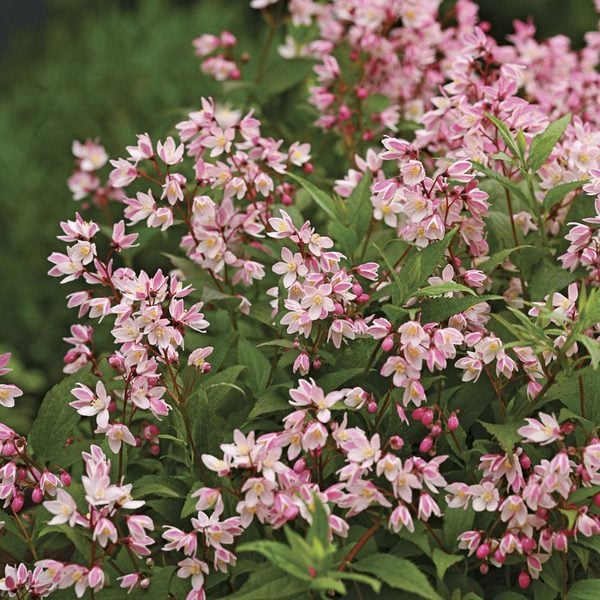 Deutzia 'Yuki Cherry Blossom'® Deutzia 'Yuki Cherry Blossom'®