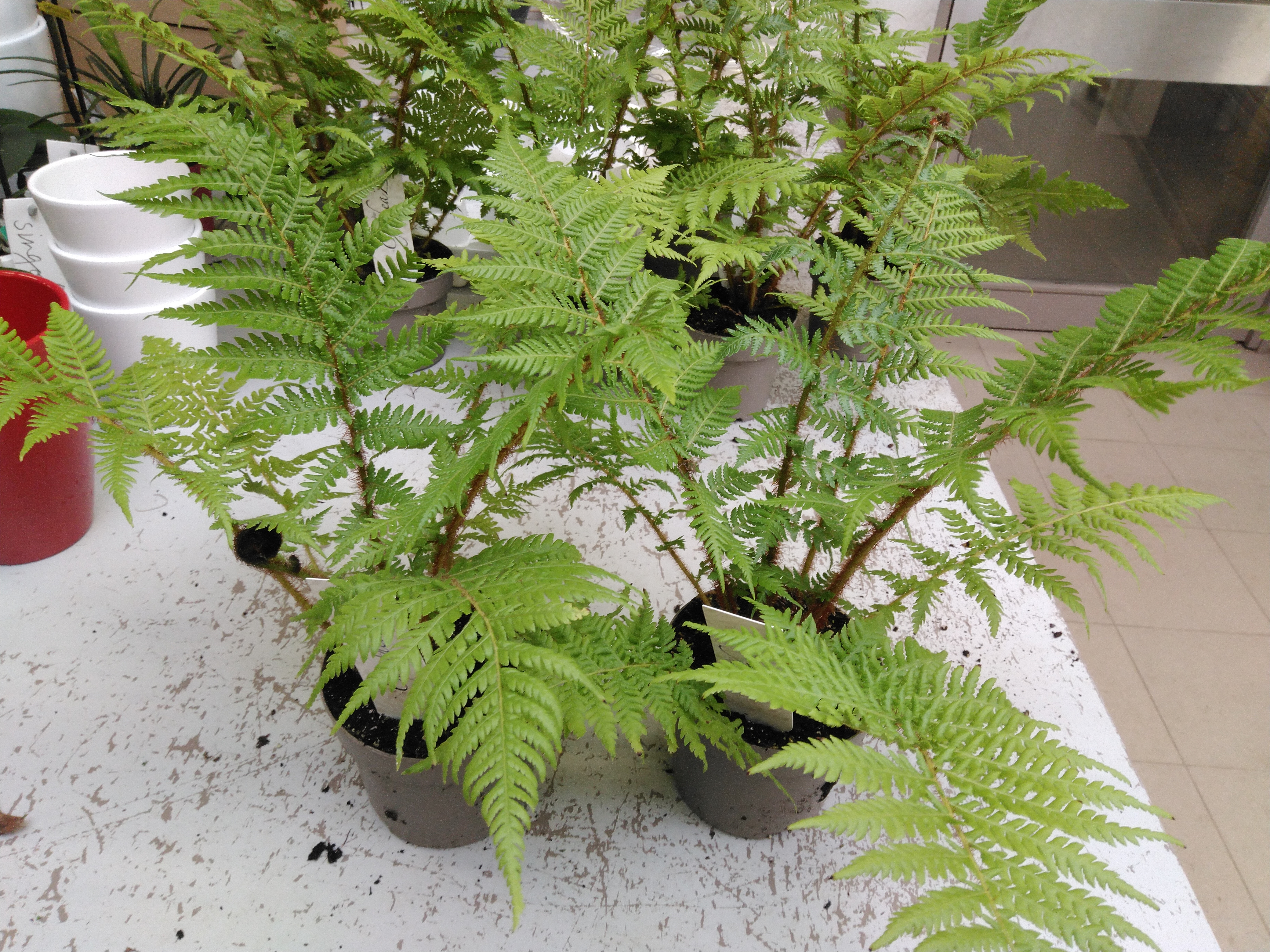 Dicksonia antartica Dicksonia antartica