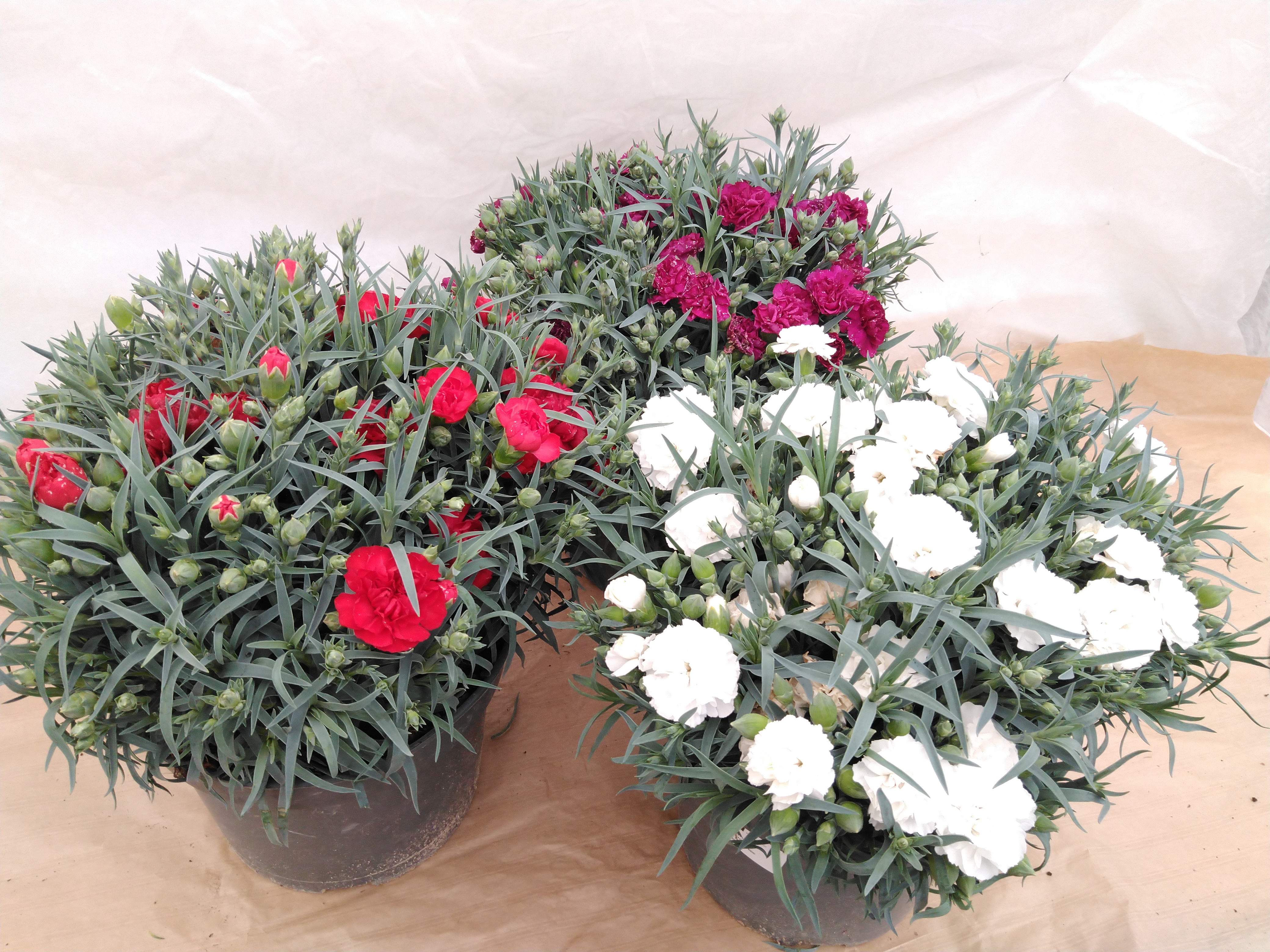 Dianthus Carnelia