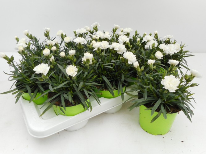 Dianthus caryophyllus 'Sunflor White' Dianthus caryophyllus 'Sunflor White'