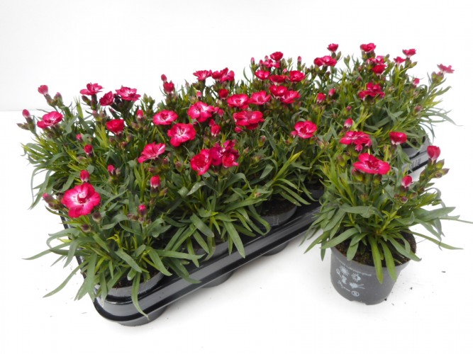 Dianthus caryophyllus in kleuren Dianthus caryophyllus in kleuren