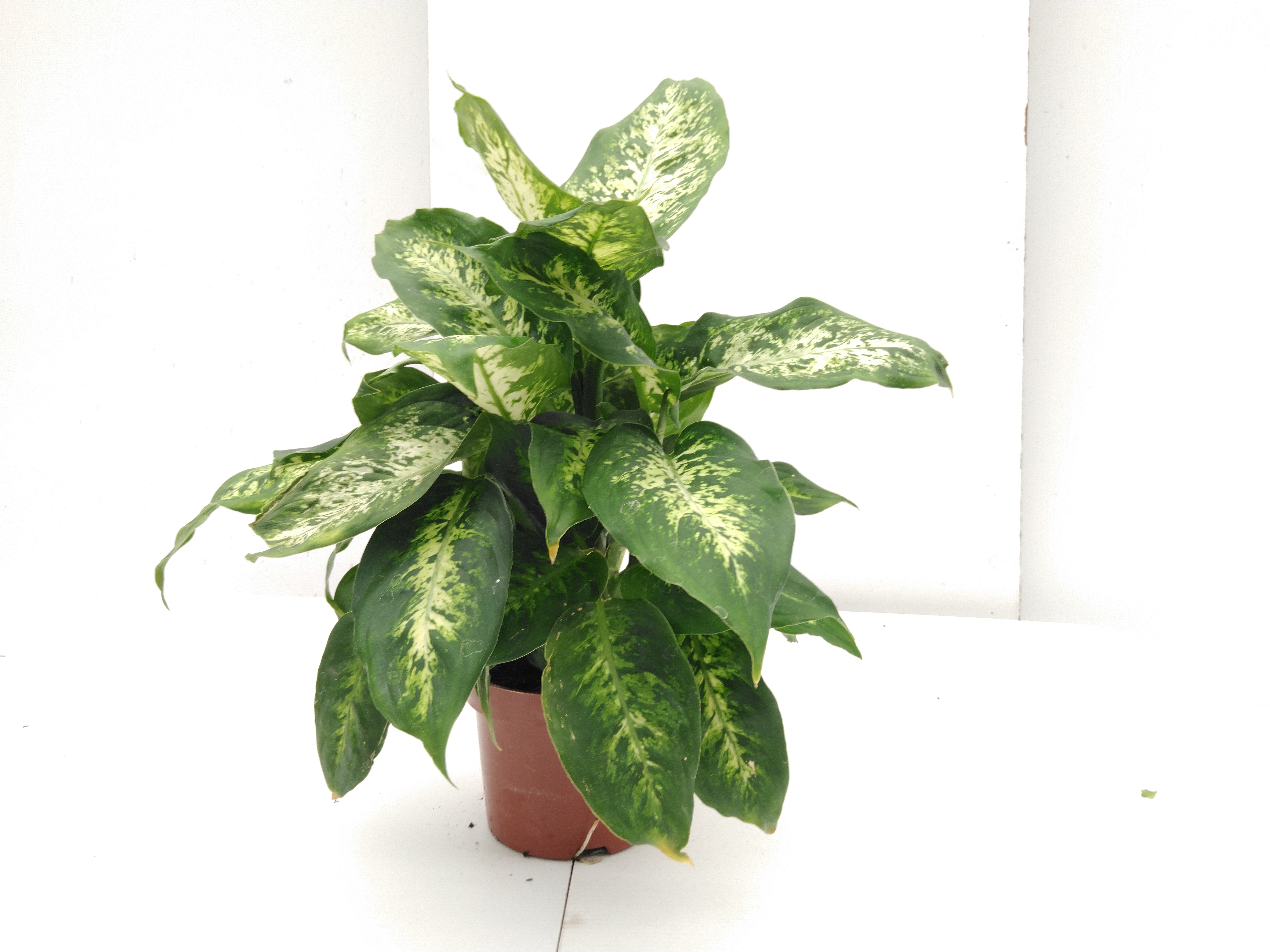 Dieffenbachia 'Compacta'