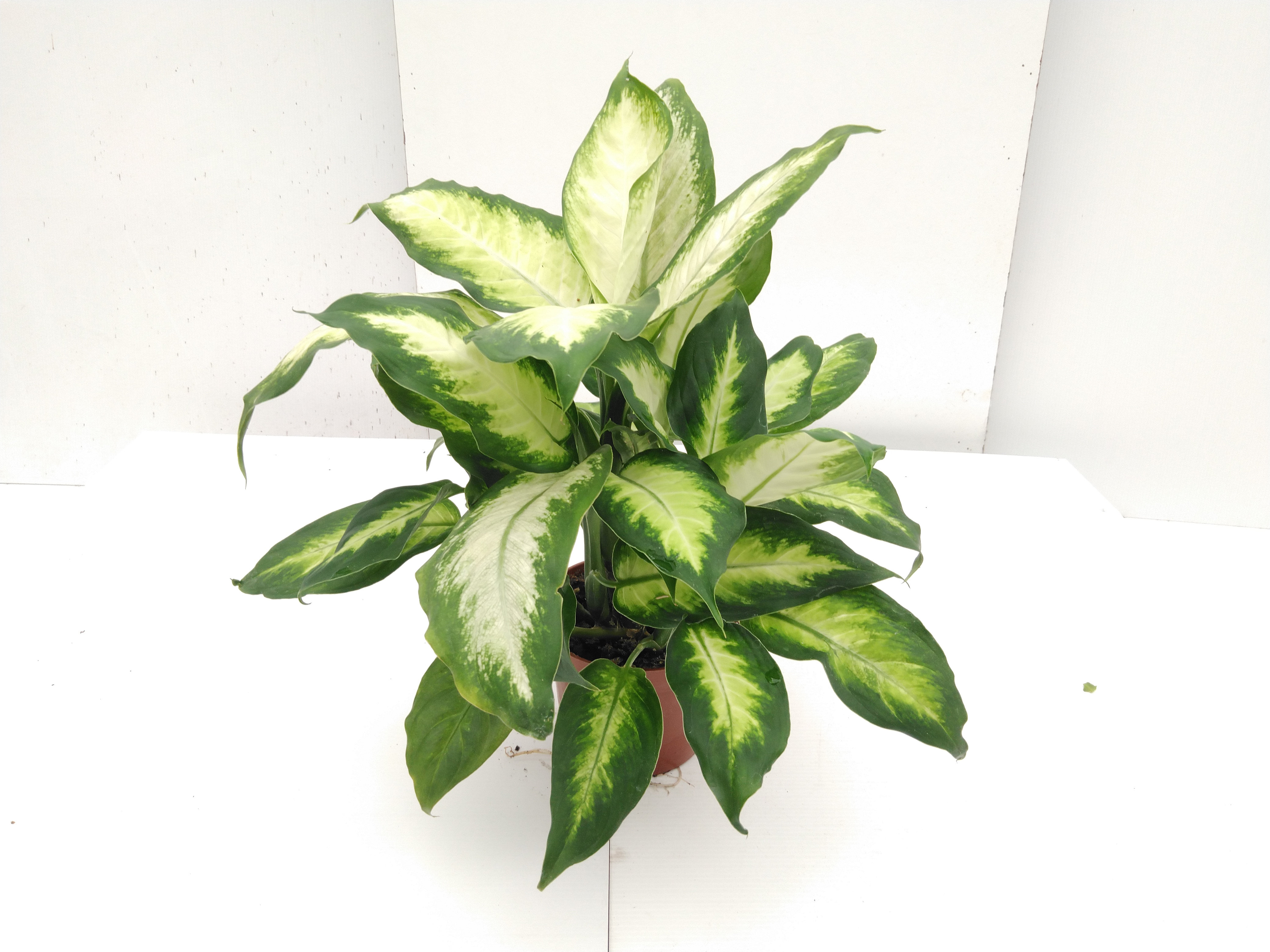 Dieffenbachia 'Compacta'
